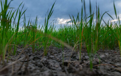 Como as condições climáticas podem afetar os principais cultivos do país?